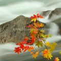 Fall vine maple along Tumwater canyon Wenatchee river Leavenworth Washington