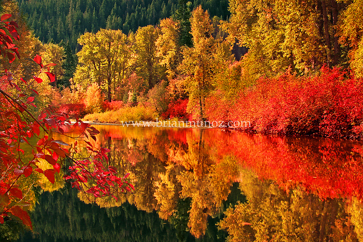 Mirror image on a slow moving Nason Creek, fall at Ray Rock Springs in ...
