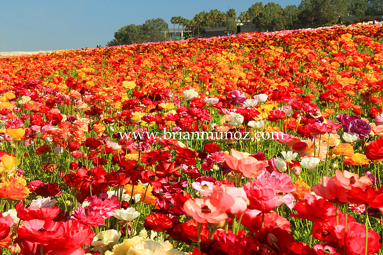 Carlsbad CA Flower fields San Diego County