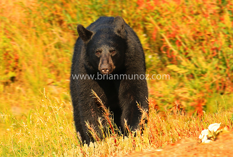 Leavenworth Washington-Black Bear-Icicle River-Autumn-Fall